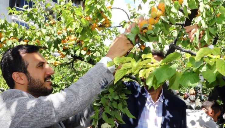 Bağcılarlılar kayısı hasadında buluştu